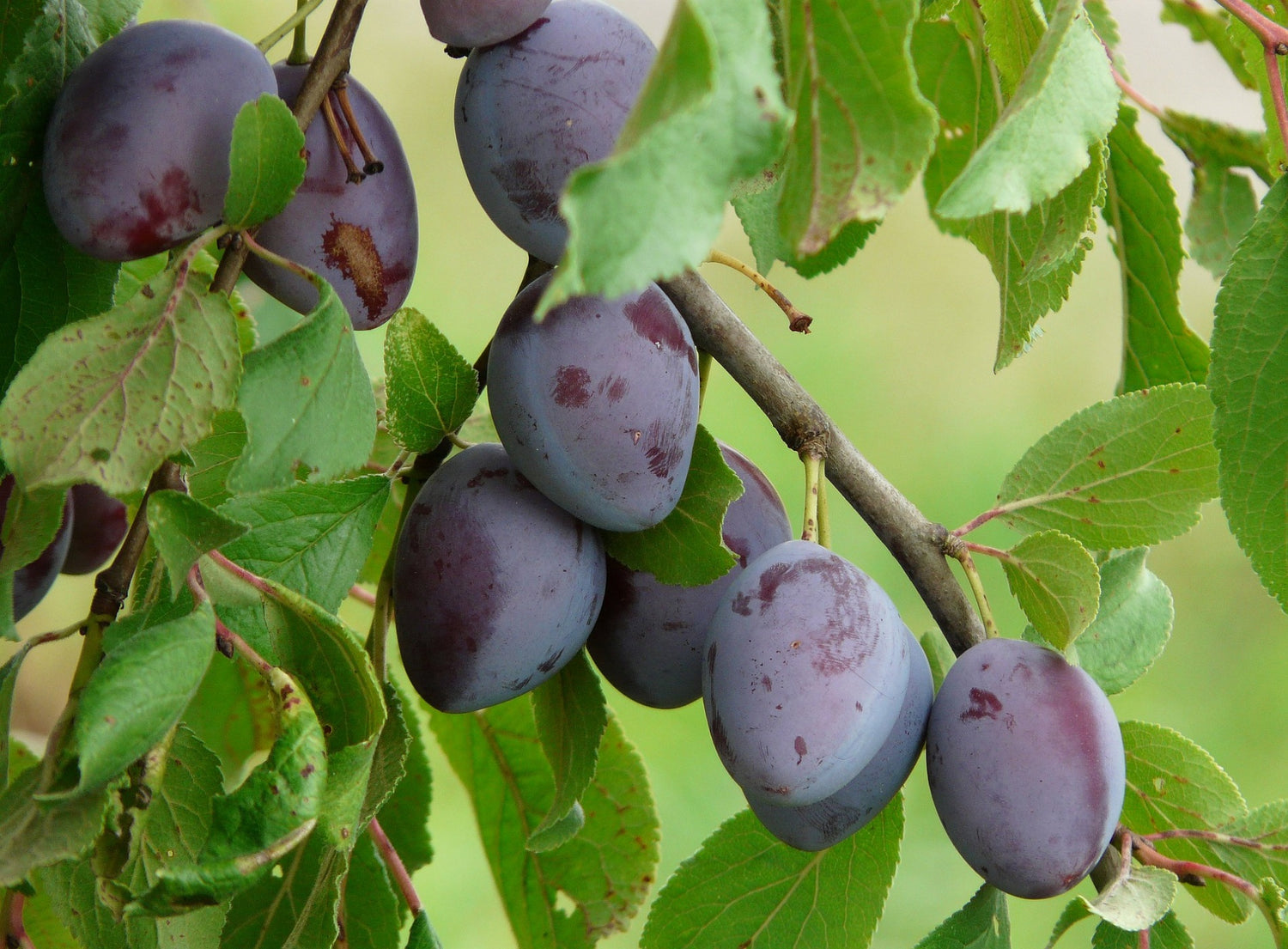 Plums